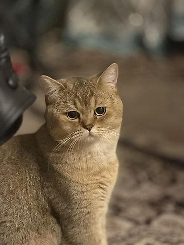 pişik qara: Britan, Erkək — 4