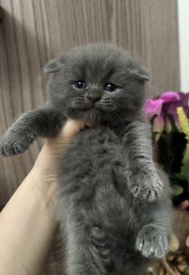 Şotland yastı qulaq