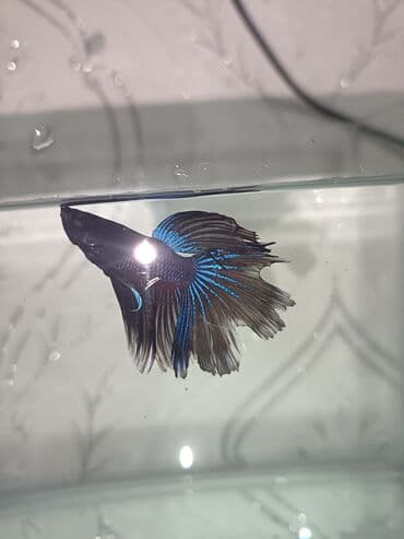 heyvanlara verilən adlar: Betta (Petuşok balığı), Sülhsevər — 3