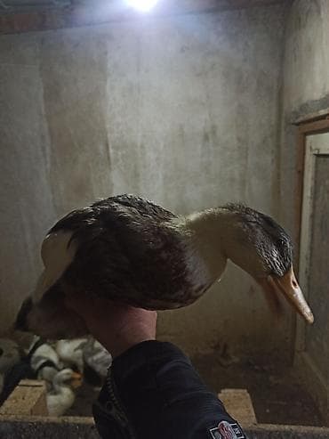 yeher satisi: 11 əd ördək hamısı bir yerdə satılır — 3