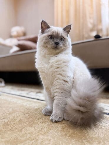 pişik sahiblendirme: Şinşilla, Erkək, Cütləşmə üçün — 1