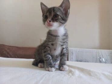 домашние котята добрые руки: Tabbi, Yaxşı əllərə — 1