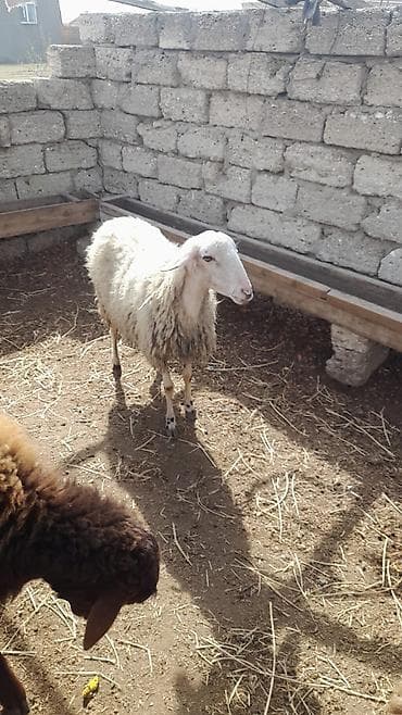 1 çi qarına cavan qoyundu sağlam heyvandı balası dişidi