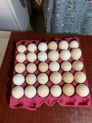 Qida məhsulları: Amerikan Bronz hinduşka yumurtası — 2