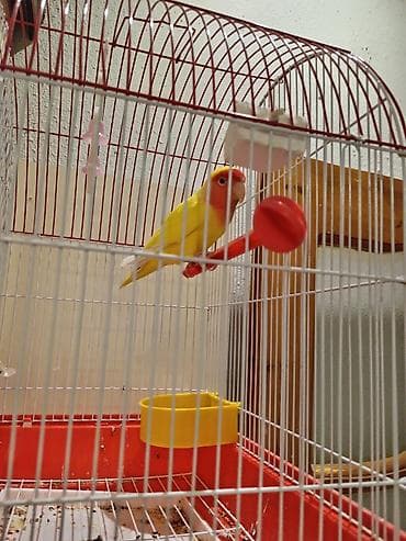 bul bul: Nerazlucnik 1yasi var erkeydi — 3