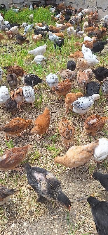 qaz cuceleri: Toyuq cücələri, Ətlik — 6