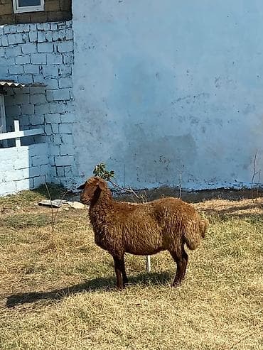 Qoyunlar, qoçlar: Qarın doğub şişək satılır istəyən olsa yazsın videosunu atım baxın — 1