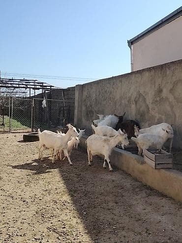 İtlər: Ağ rəngli keçilər və bala keçilər (oğlaqlar) - Cins: yerli süd — 9