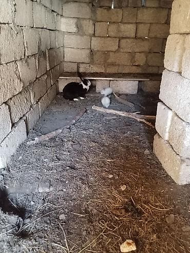 Digər heyvanlar: Optovoy Satılır İki Dişi Yeddi Bala — 3