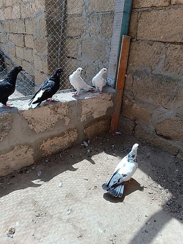 star quşu: Quşlar hamısı bir yerdə satılır cavan uçan quş balalarıdı içində hər — 4