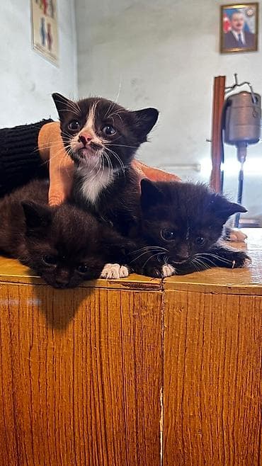 pişiylər: Yaxşı əllərə — 2