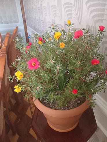 Otaq bitkiləri: Saksıdakı canlı Portulaka (moss rose) – çoxrəngli çiçəklər - Növ — 2
