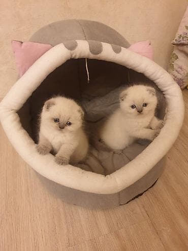 Şotland yastı qulaq lalafo.az -da Şotland yastı qulaq