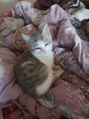 ucuz pişiklər: Yaxşı əllərə — 3