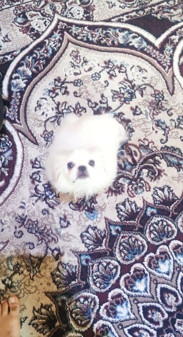 Akvariumlar: Pekines — 2