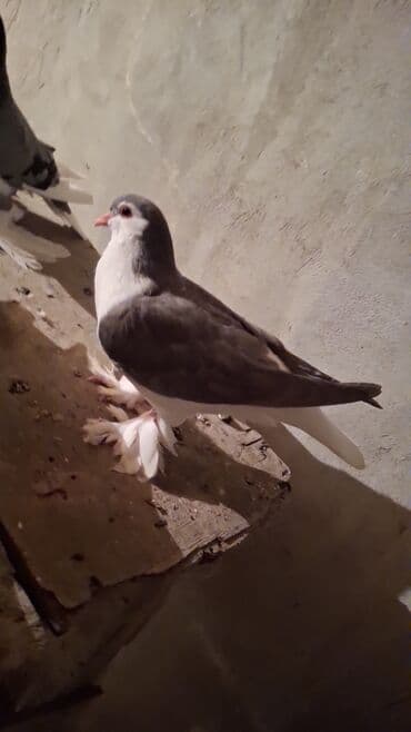 той ырлары попурри: Bir cut keven bala — 1