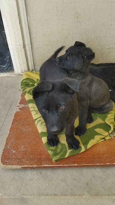 ev itlerinin satisi: Восточные Авчарки два месяца отроду — 2