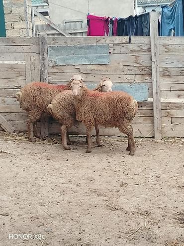 Digər heyvanlar: Satiram erkəydilər 6 7 ayliqdilar beylaqan sortudu texmini diri cekisi — 2