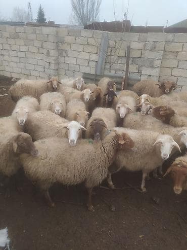 Птицы: Бараны, овцы — 10