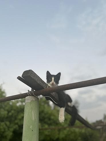 pulsuz video cat: Tabbi, Yaxşı əllərə — 4