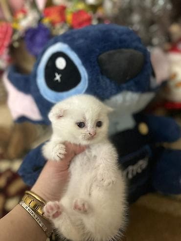 at balası: Ağ rəngli balaca pişik balası - Rəng: tam ağ, yumşaq və sıx tüklü - — 8