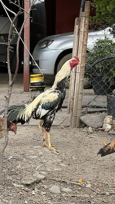 2 yaşındadır Celebad çalarınandır 80m damazlıq xoruz - Cins