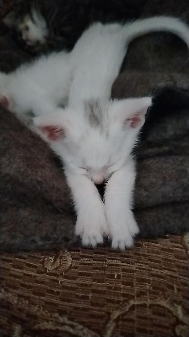 pişik alıram: Türk anqora, Erkək, Dişi, Yaxşı əllərə, Pulsuz çatdırılma — 6