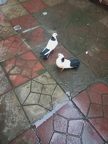 karella qus: Biri mayadir o birinise bilmirem Qiymetde razlasmaq olar — 2