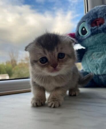 azeri it adlari: Britan — 4