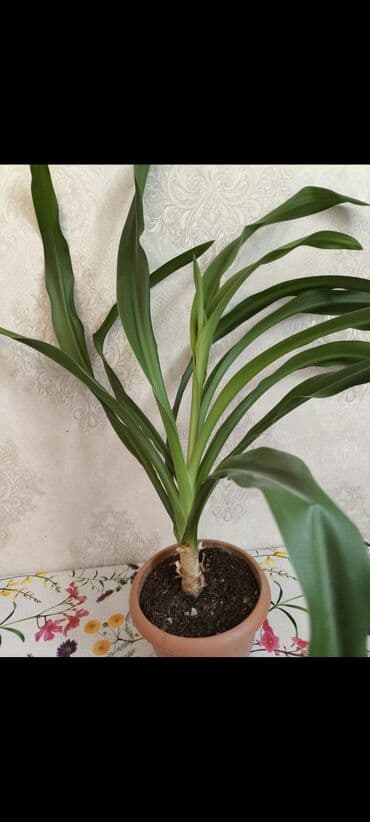 liliya gul: Aloe алое большое 12₼ средний orta qılınc gülü 10 ₼ balaca qılınc gülü — 4