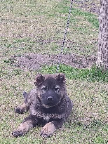 balaca tuklu it: Qafqaz çoban iti, 2 ay, Erkek, Peyvəndli, Rayonlara çatdırılma — 2