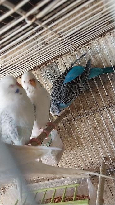 Cutə hazır quşlar cütü 30 
manat — 2