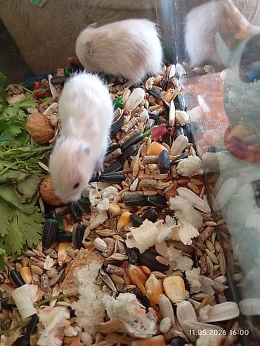 hamster satisi: Suriyalı (Suriya) hamster balaları Məhsul təsviri: - Növ: Suriyalı — 6