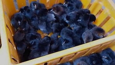 Куры: Курица, Australop, Для разведения, Самовывоз, Бесплатная доставка, Платная доставка — 4