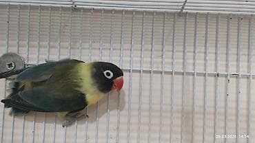 balaca quzu: PAPUQAY FİŞER ERKƏK DİŞİ.TƏK TƏK AYRI QİYMƏT CÜT AYRI QİYMƏTDİ — 1