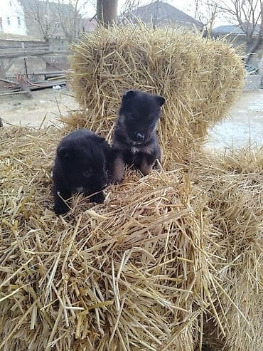 xacmaz heyvan bazari: Nemes afçarka sı 2 ədəd erkək — 8