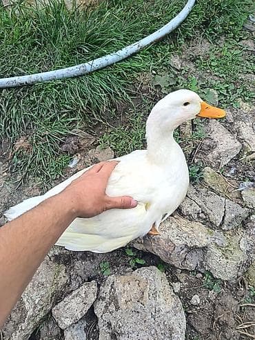 heyvanlar quslar: Satılır: ağ Pekin ördəkləri yalnız büyük lər satılır 30.35 dene böyük — 2