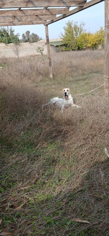 it alanlar: Qurdbasar, 1 il, Dişi, Peyvəndli, Ünvandan götürmə — 2
