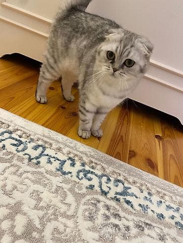 Şinşilla, Dişi, Yaxşı əllərə, Ödənişli çatdırılma