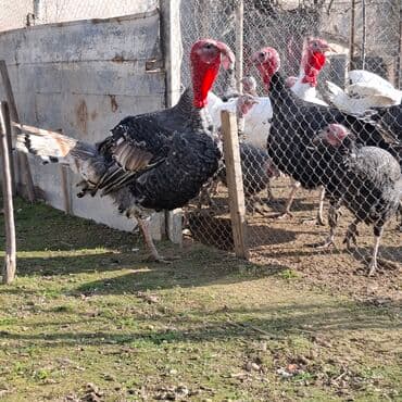 cuceye verilen adlar: Erkək, Amerika, Damazlıq, Ünvandan götürmə — 1