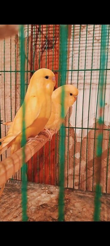 Cavan çex cüt 3-4 lalafo.az -da Cavan çex cüt 3-4