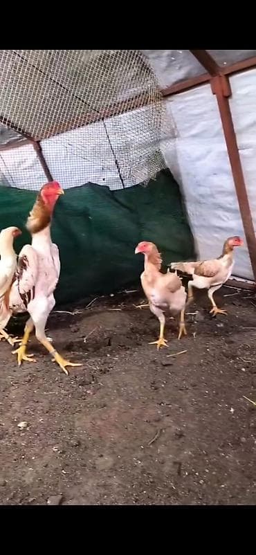 kənd toyuqları: Toyuq cücələri, Damazlıq — 10