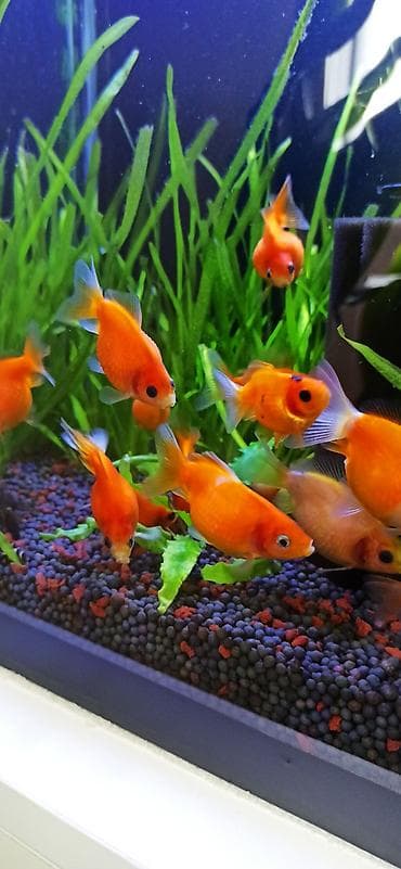 akvarium sifarisi: Qızıl balıq, Sülhsevər — 5