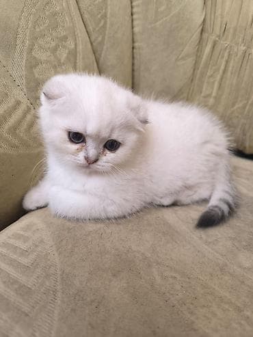 pişim: Şotland — 2