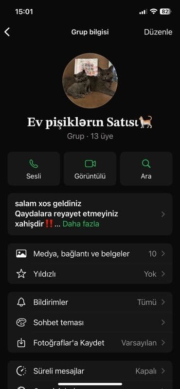 ağ pişik balası: Самец — 1