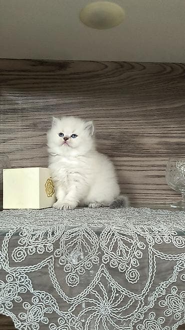 menks cinsli pişik: Tam sağlam uzuntüklü balalar saf Qandi. Ana ve ata şəkillərini ciddi — 6