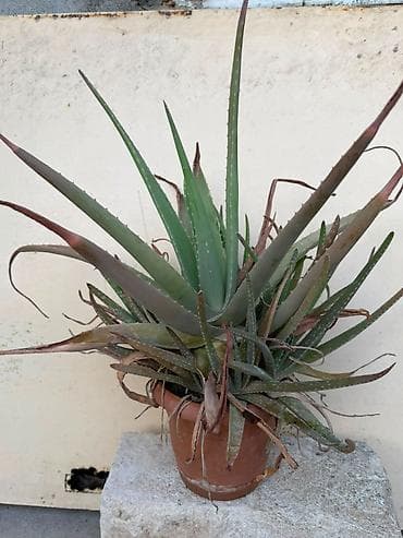где купить алоэ вера: Aloe — 2