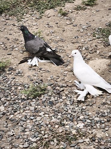 ev itleri per page 40: Dörd quş var üç erkək bir dişi sağlam heyvanlardı isdəyən olsa əlaqə — 3
