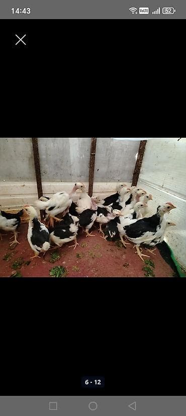 mayali yumurta satisi: Toyuq, Damazlıq — 5