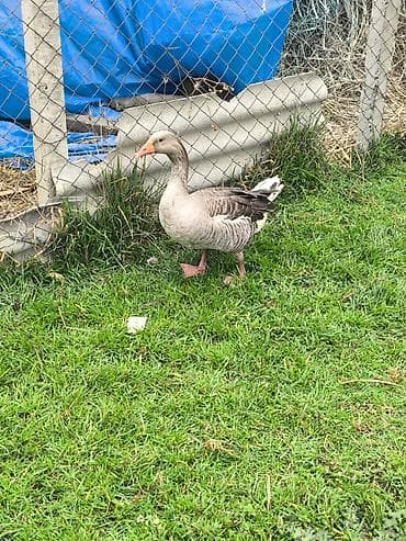 bakida at bazari: Erkək, Damazlıq — 4